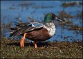 _2SB2156 northern shoveler drake